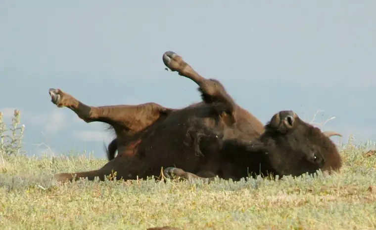An American bison bull rolling on its back in prairie grass with its legs in the air, loose tufts of moulting fur lifting away from its coat.