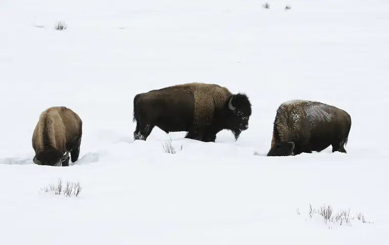 Three American bison bulls standing in deep snow, the centre animal side-on showing a high shoulder hump, a beard hanging from the chin and short horns curving upward.