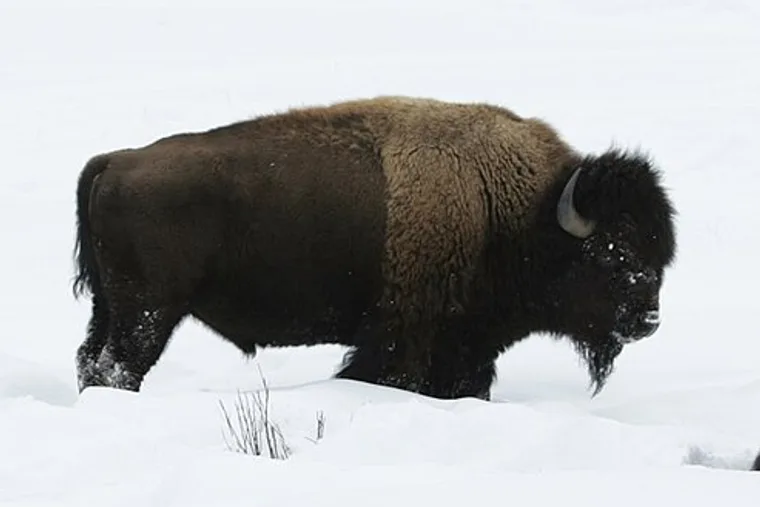 An American bison bull side-on in deep snow, showing the high muscular shoulder hump, the beard hanging from the chin, a short horn curving upward and the head carried low.