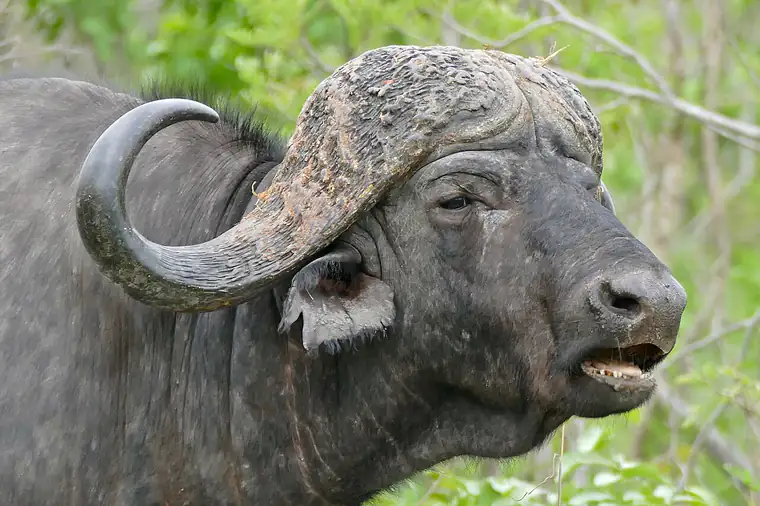 Head of a mature cape buffalo bull in profile, showing the heavy shield of fused bone across the forehead and horns that sweep down and out before curving sharply up.