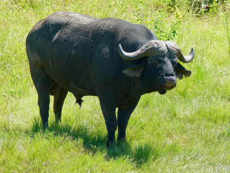 A cape buffalo bull standing side-on in long grass, its back running level from shoulder to rump with no hump, its coat sparse and slate black.