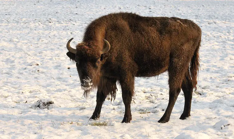 A European bison standing side-on in snow, longer in the leg than an American bison, with a smaller head carried higher and a sloping rather than towering shoulder.