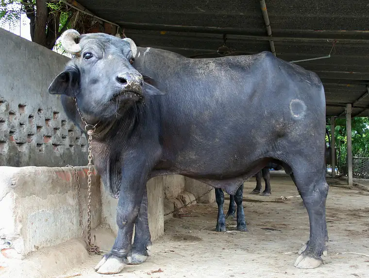 A domestic water buffalo bull standing under a shelter, dark grey and near hairless, with short backswept horns, a level back and no shoulder hump.