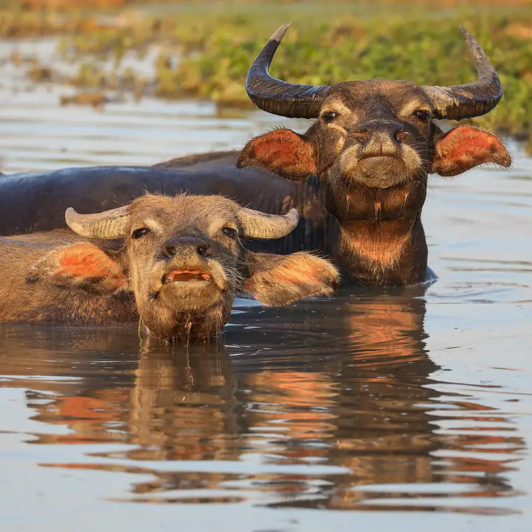 Two water buffalo up to their necks in a pond at sunset with their heads raised, showing wide ridged horns sweeping back in a flat crescent.