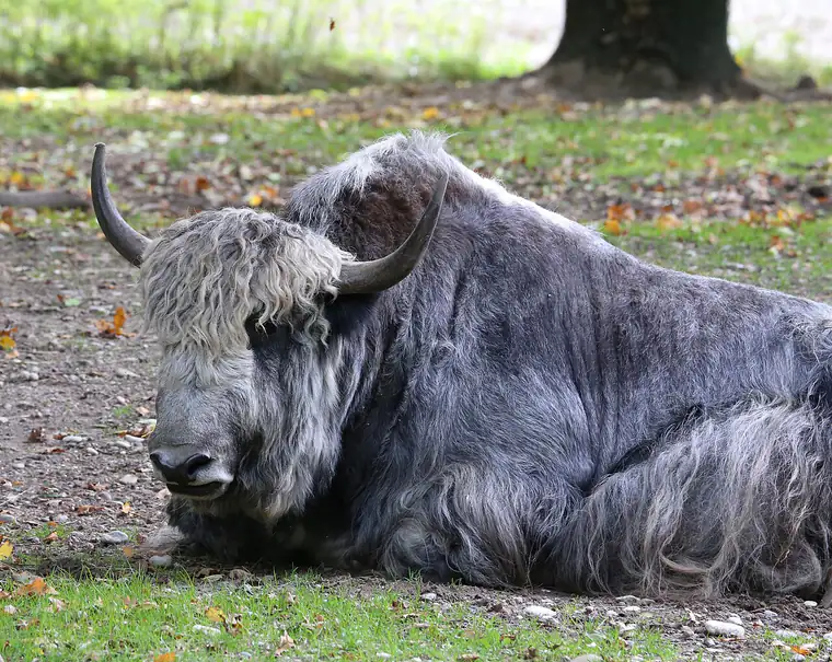 A yak lying on the ground with a shaggy grey-white coat, long horns curving forward and out, and a rounded mound of fur over the shoulders.